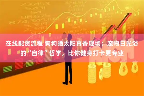 在线配资流程 狗狗晒太阳真香现场：宠物日光浴的“自律”哲学，比你健身打卡更专业